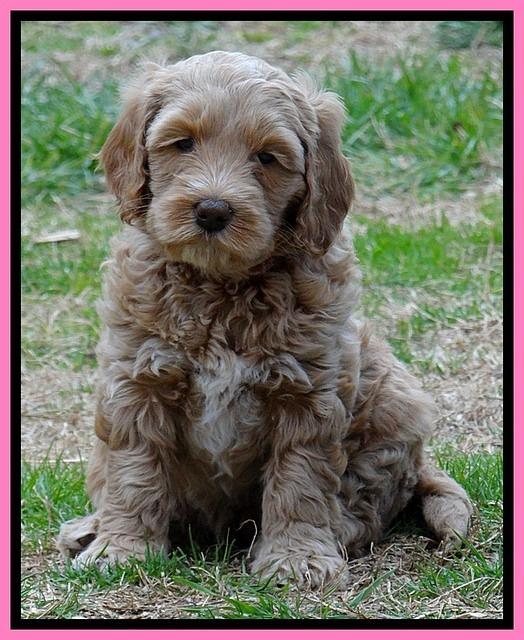 RR pups 6 wks old 142