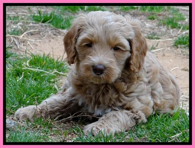 RR pups 6 wks old 162