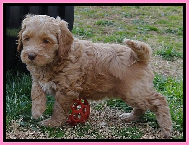 RR pups 6 wks old 211