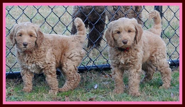 RR pups 7 wks old 122