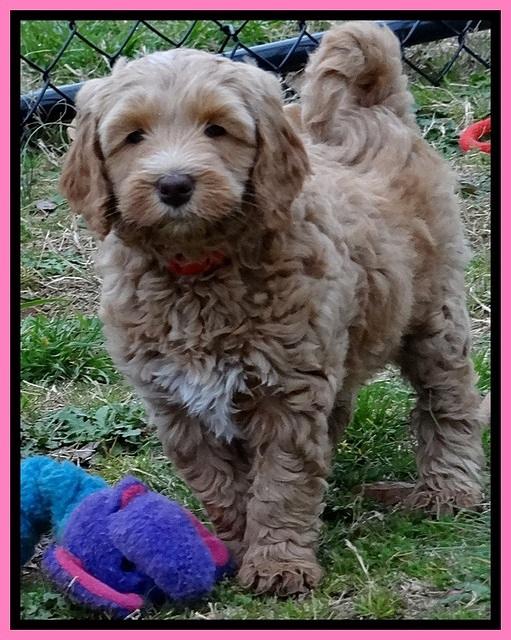 RR pups 7 wks old 131