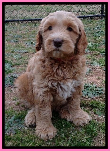 RR pups 7 wks old 171