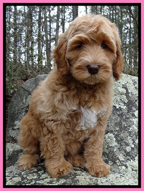 RR pups 8 wks old 110