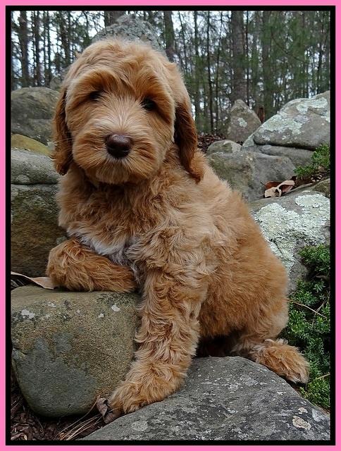 RR pups 8 wks old 130