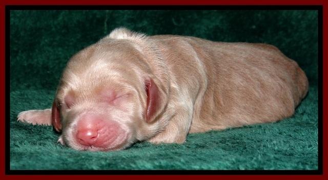 RR one day old 71