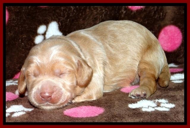 RR pups 1 week old 61