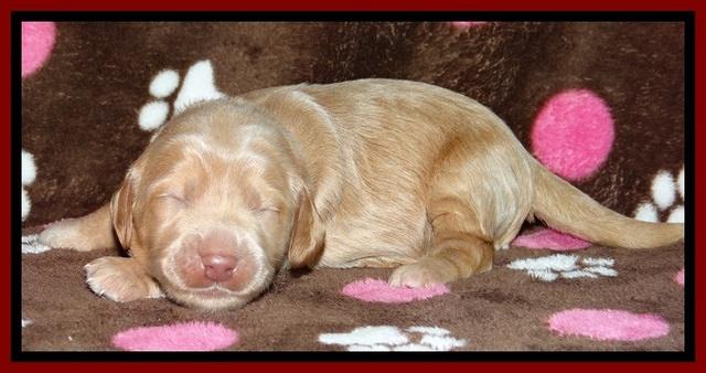 RR pups 1 week old 71