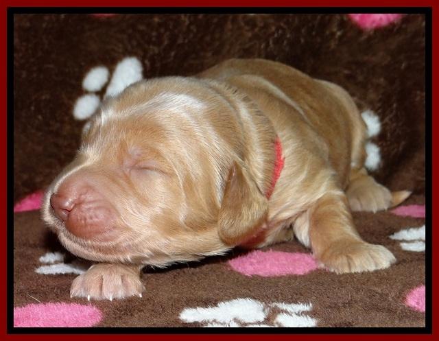 RR pups 1 week old 81