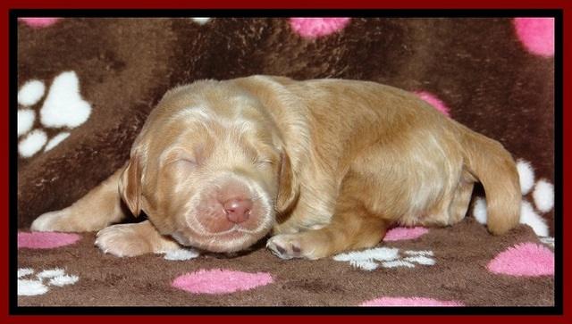 RR pups 1 week old 91