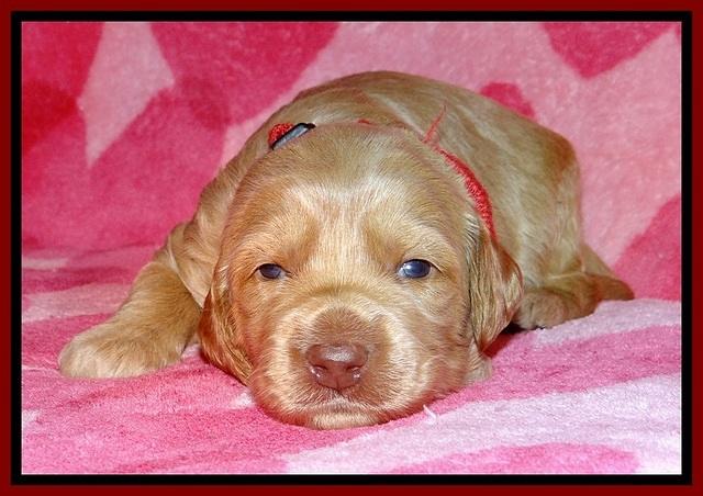 RR pups 2 wks old 81