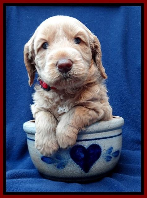 RR pups 4 weeks old 51