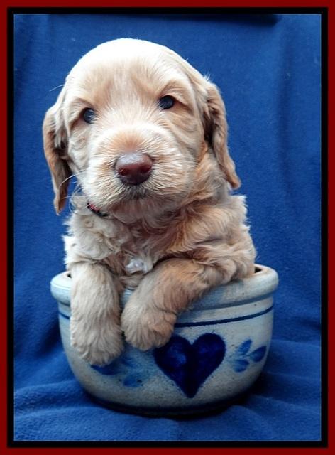 RR pups 4 weeks old 61