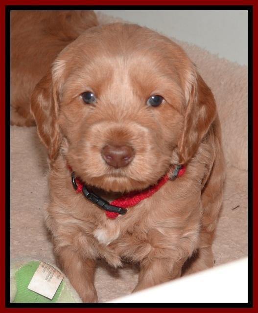 RR pups 4 weeks old 71