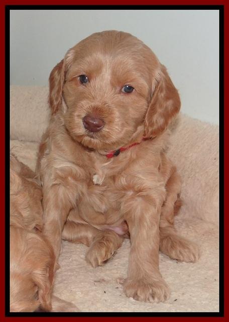 RR pups 4 weeks old 81