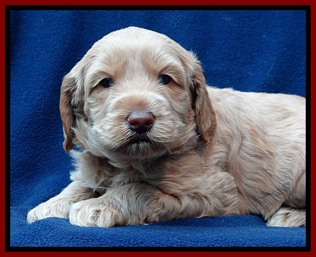 RR pups 4 weeks old 91