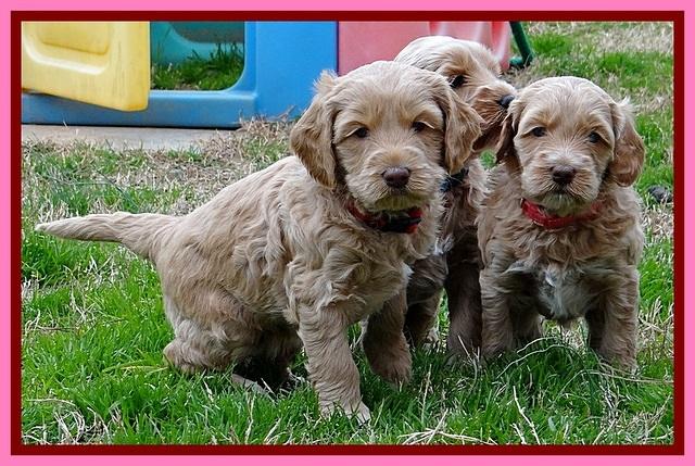 RR pups 4.5 wks old 51
