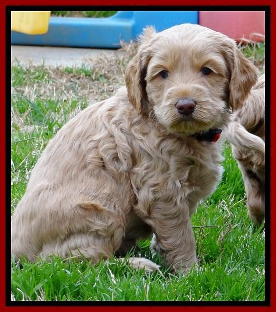 RR pups 4.5 wks old 61