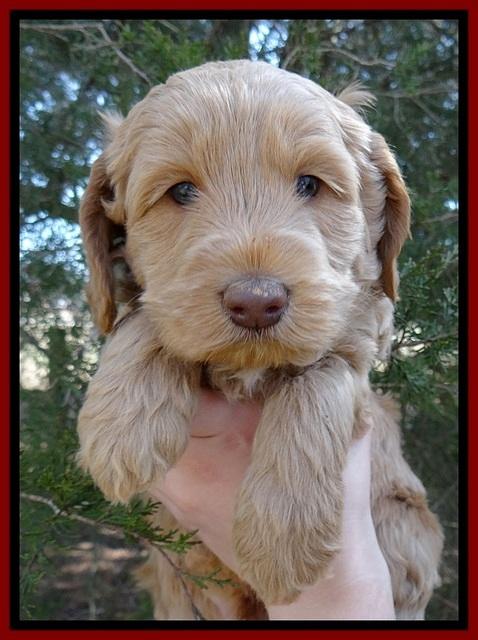 RR pups 5 wks old 101