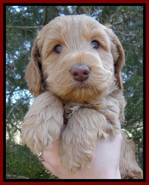 RR pups 5 wks old 121