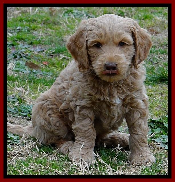 RR pups 6 wks old 112