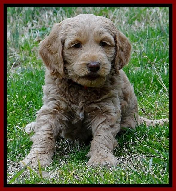 RR pups 6 wks old 92