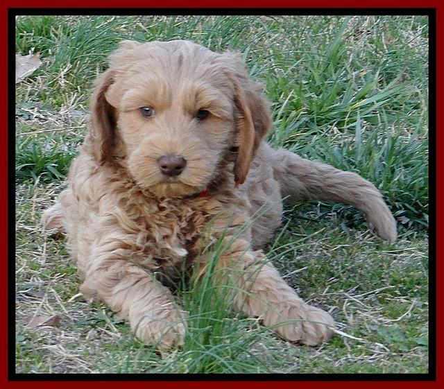 RR pups 7 wks old 41