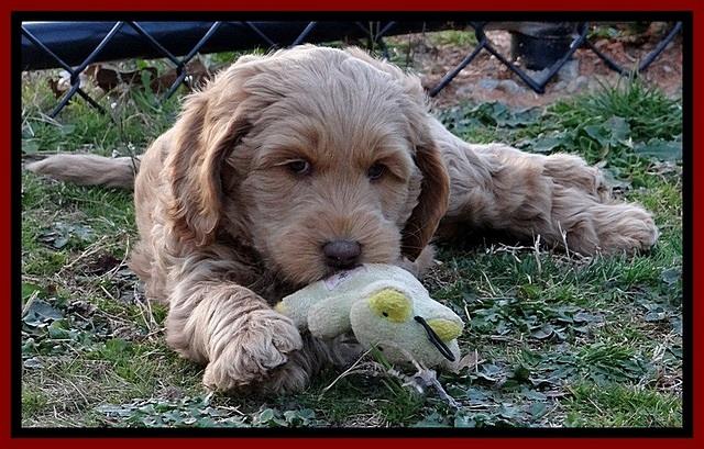 RR pups 7 wks old 81