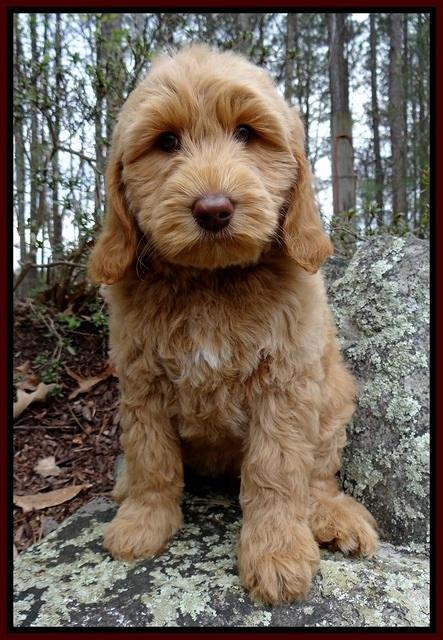 RR pups 8 wks old 60