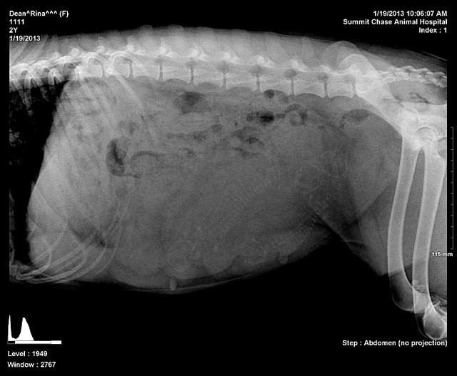 Rina preg 1 xray day 54 Reagan