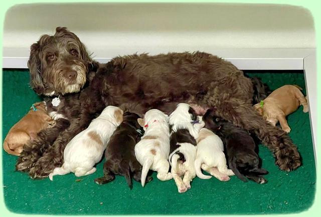 Rosie Gambler 2 WK OLD pups 201