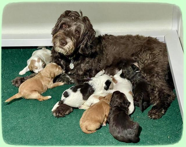 Rosie Gambler group 2 weeks old 1