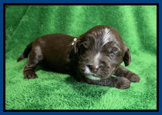 Rosie Gambler 2 WK OLD pups 121