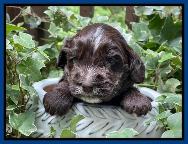 Rosie Gambler 3 WK OLD pups 221