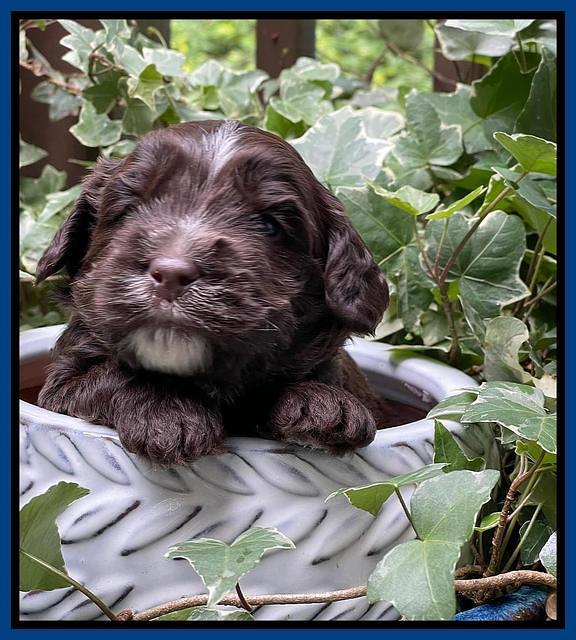 Rosie Gambler 3 WK OLD pups 241