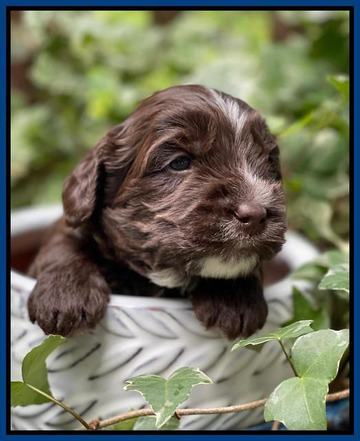 Rosie Gambler 3 WK OLD pups 261
