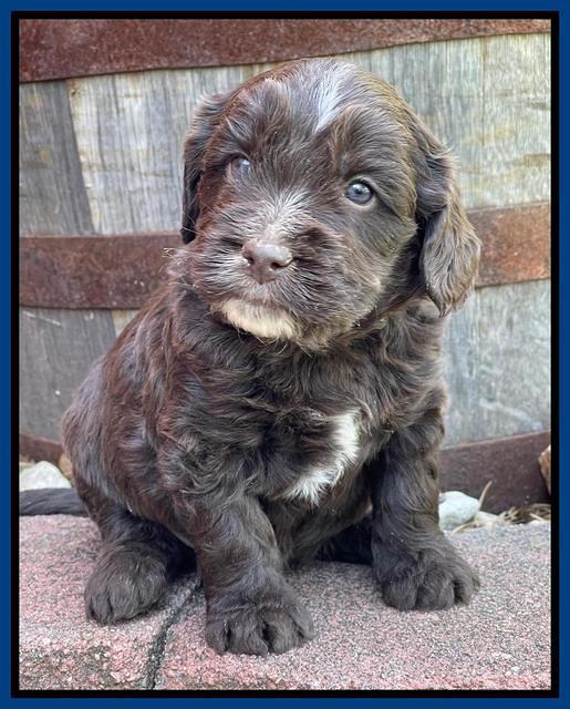 Rosie Gambler 4 WK OLD pups 231