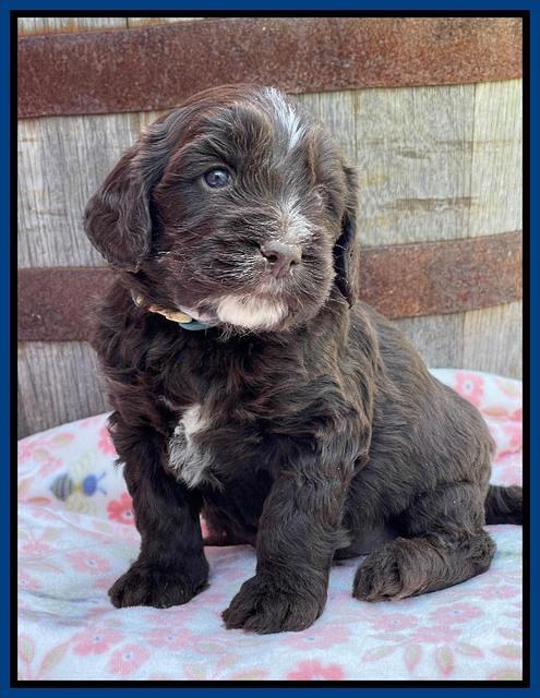 Rosie Gambler 4 WK OLD pups 241