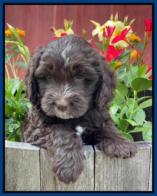 Rosie Gambler 6 wk old 291