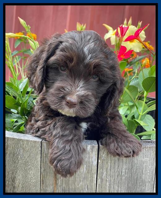 Rosie Gambler 6 wk old 301