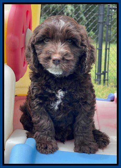 Rosie Gambler 7 wk old 351