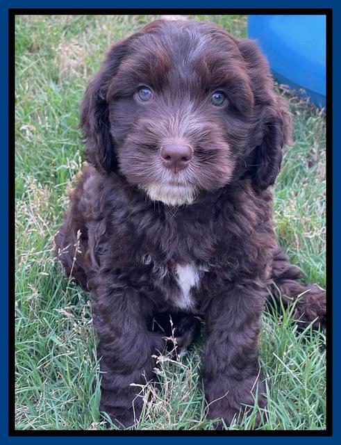 Rosie Gambler 7 wk old 361