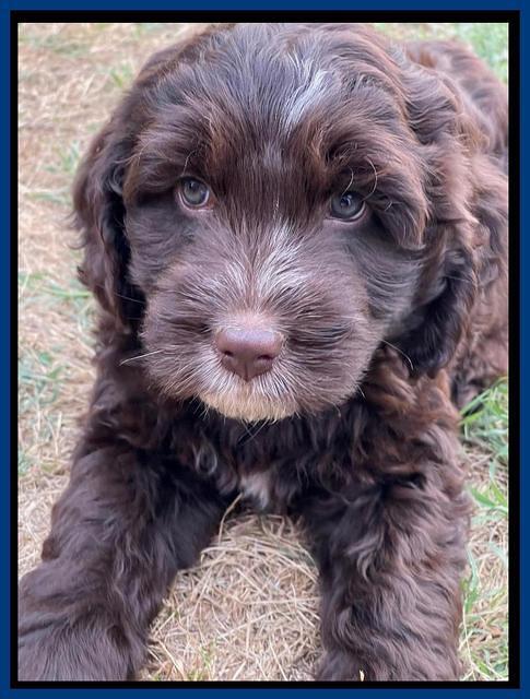 Rosie Gambler 7 wk old 391
