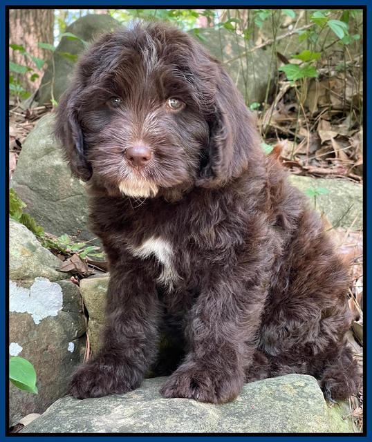 Rosie Gambler 8 wks old 251