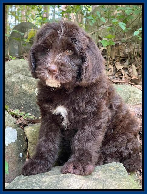 Rosie Gambler 8 wks old 261