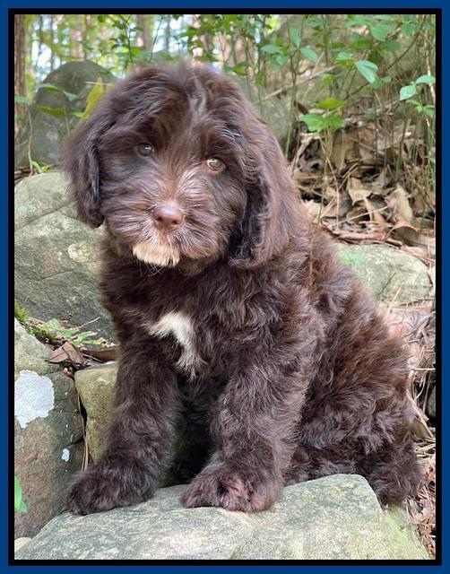 Rosie Gambler 8 wks old 271