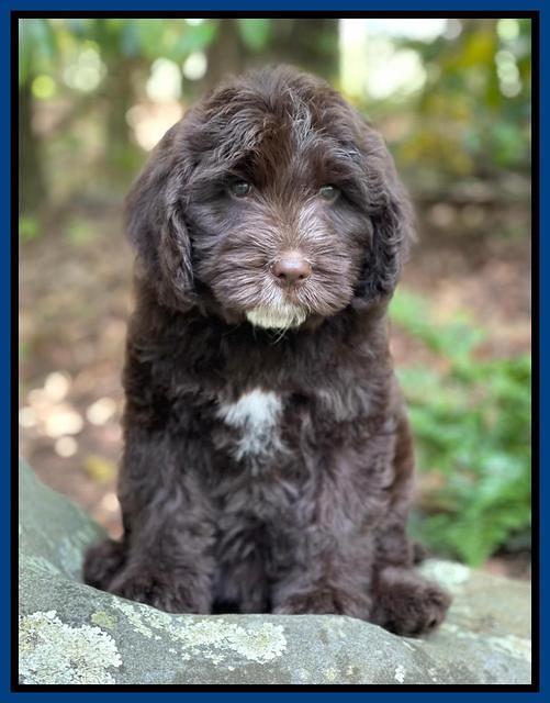 Rosie Gambler 8 wks old 301