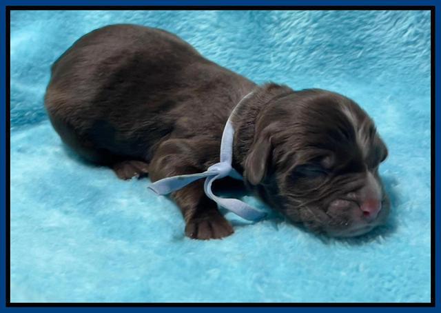 Rosie Gambler newborn pups 161