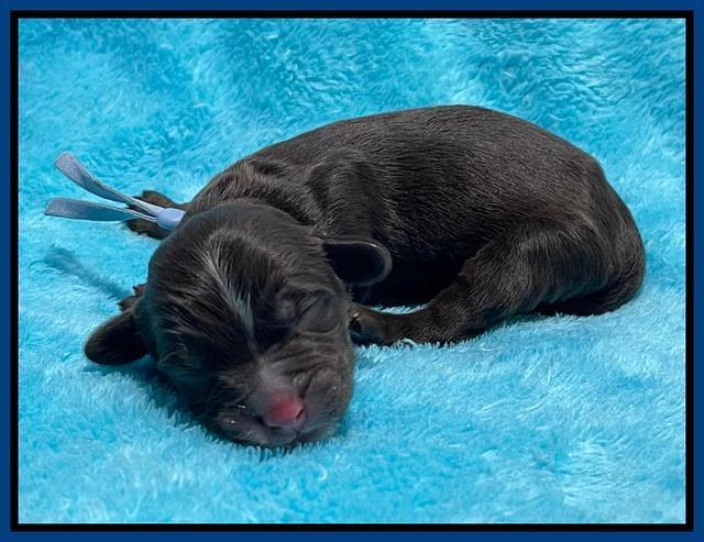 Rosie Gambler newborn pups 171