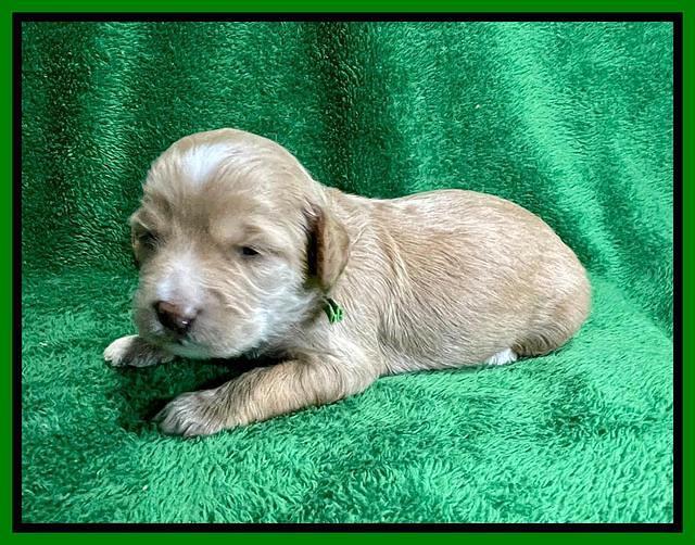 Rosie Gambler 2 WK OLD pups 51