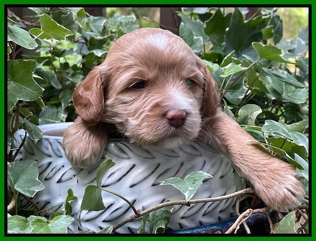 Rosie Gambler 3 WK OLD pups 141